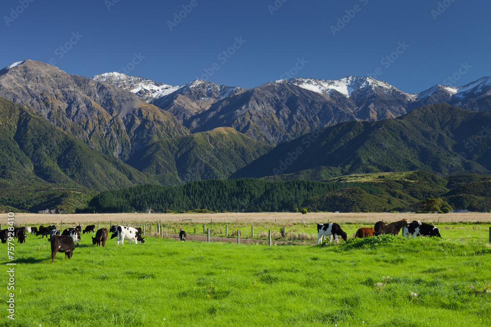 Kühe, Kaikoura, Canterbury, Südinsel, Neuseeland Kühe, Kaikoura, Canterbury, Südinsel, Neuseeland