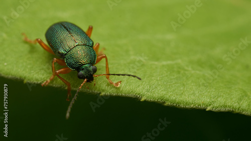 a green insect perched on a green leaf
