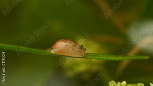 a baby snail with an underdeveloped shell