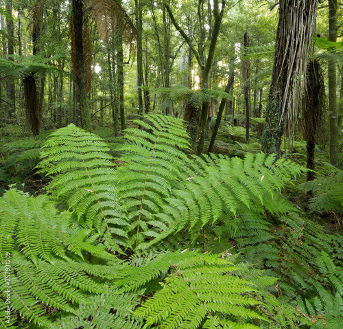 Baumfarne, Whirinaki Forest Park, Bay of Plenty, Nordinsel, Neuseeland photo