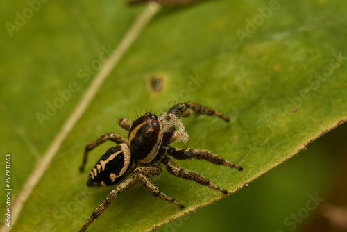 A yellow and black spider perched on a branch