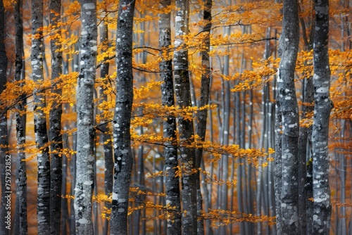Abstract background of trees with golden leaves growing in woods in fall season in ordesa national park in spain - generative ai