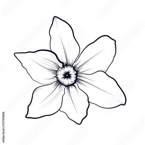 hand drawing of a narcissus flower vector illustration