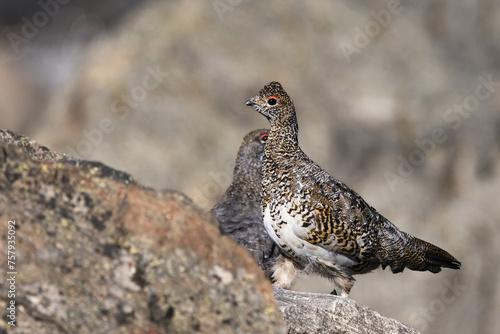 Wallpaper Mural Female rock ptarmigan perched on a rock in Sarek national park Torontodigital.ca
