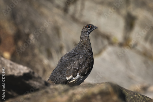Wallpaper Mural Male rock ptarmigan perched on a rock in Sarek national park Torontodigital.ca