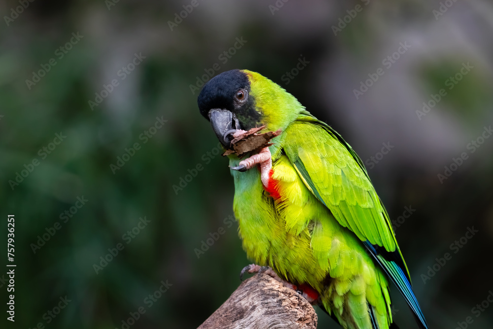 Obraz premium blue and green macaw