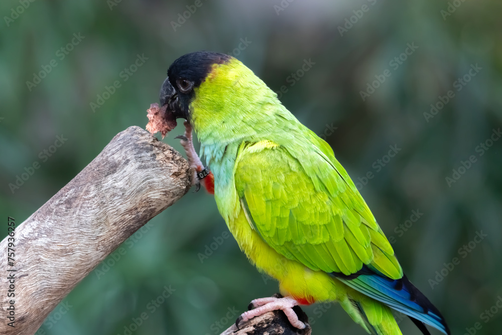 green winged macaw