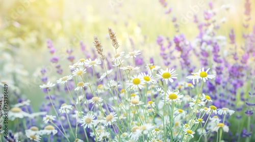  lavender chamomile fields © sam richter