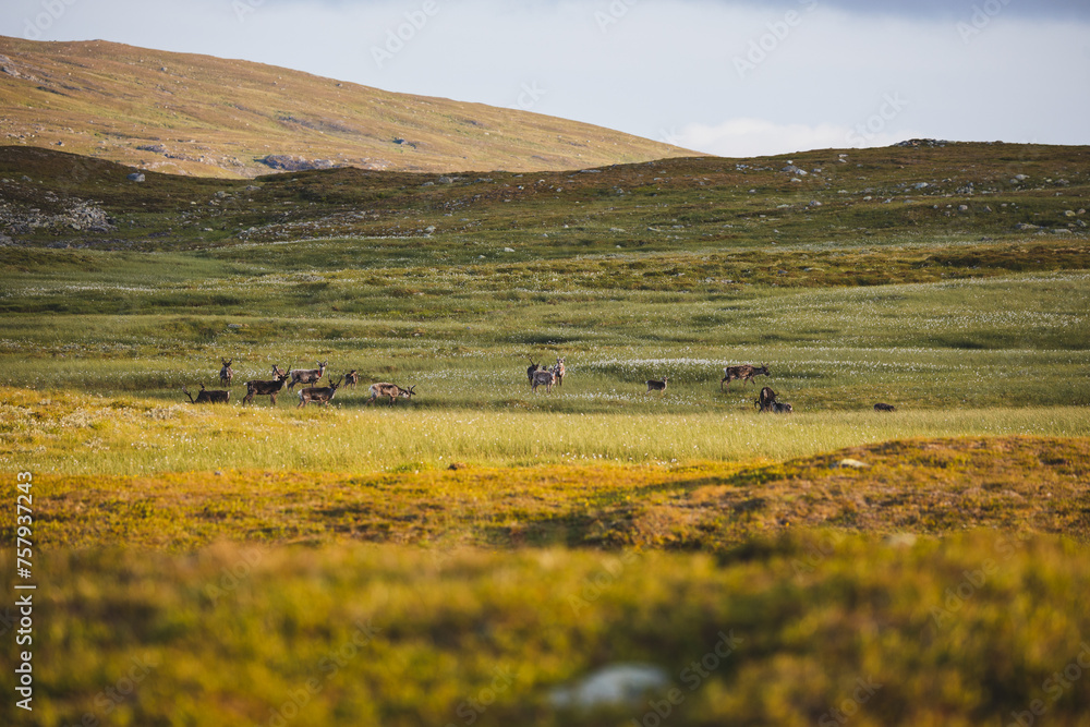 Fototapeta premium A group of reindeers in the evening light.