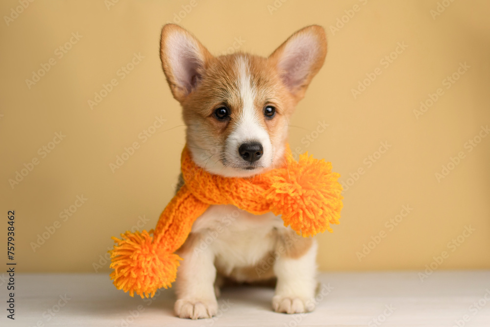 A cute corgi puppy poses in the studio A cute corgi puppy poses in the studio