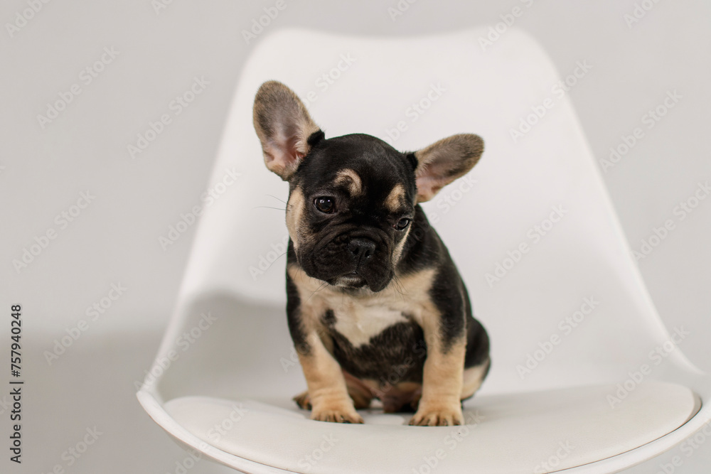 A cute French Bulldog puppy poses on a white background in the studio