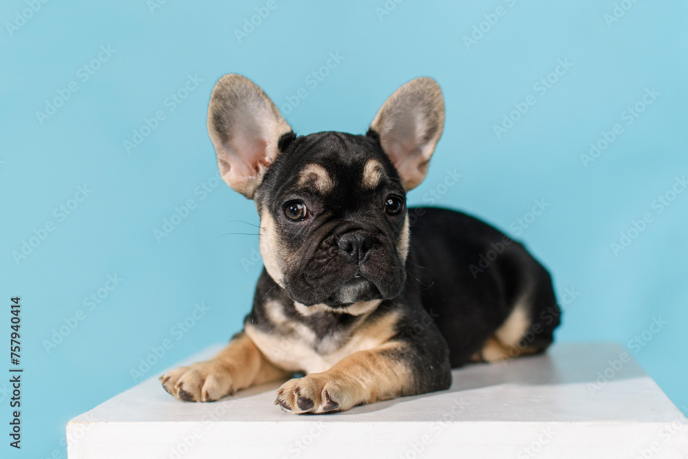 French bulldog puppy lying on a white cube on a blue background in the studio