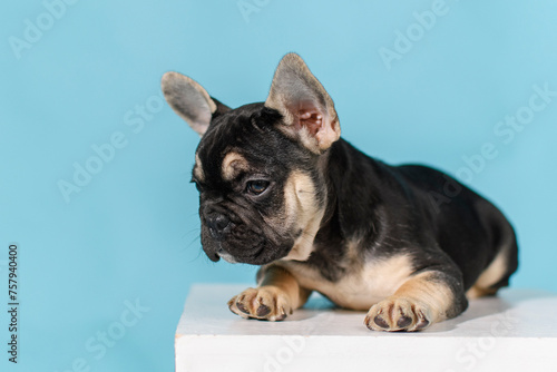 Fototapeta Naklejka Na Ścianę i Meble -  French bulldog puppy lying on a white cube on a blue background in the studio