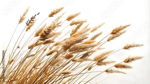 Autumn Dry Field Grass with Spikelets PNG - Isolated Cutout Object