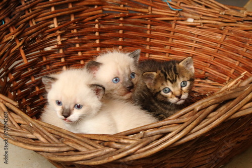 Groupe de trois chatons dans un panier en osier photo