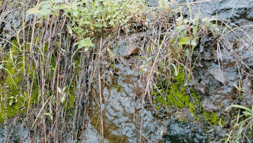 grass and water grass and water