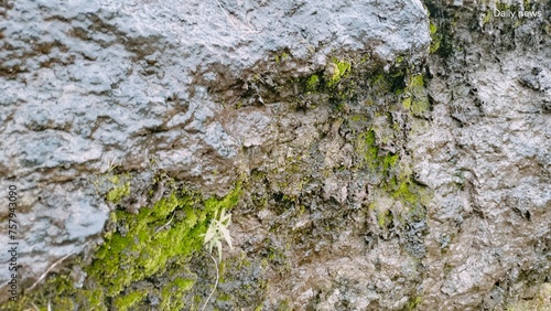 moss on stone