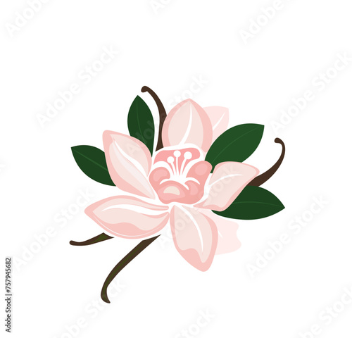 Pink sakura flower. Almond tree pink flowers.. Sakura flower - Japanese cherry tree isolated.