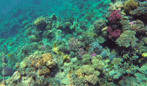 Fototapeta Naklejka Na Ścianę i Meble -  colorful fish. amazing coral reef