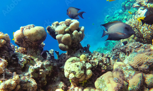 Fototapeta Naklejka Na Ścianę i Meble -  colorful fish. amazing coral reef