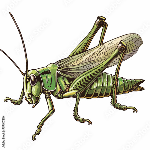 a drawing of a green grasshopper with the word quot bug quot on it