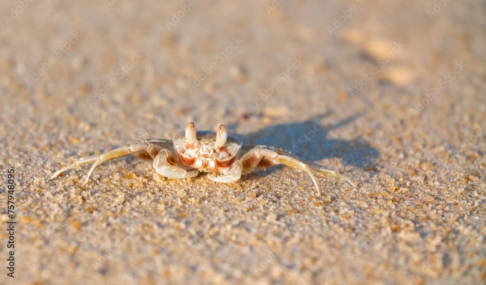 A crab on the beach is running on the white sand. Exotic animals in the resorts of tropical islands. The concept of a beach holiday in the tropics. A crab on the beach is running on the white sand. Exotic animals in the resorts of tropical islands. The concept of a beach holiday in the tropics.