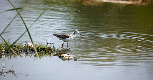 Greenshanks feeding in a pond © Stephen