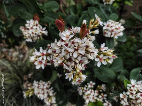 Rhaphiolepis indica or Hong Kong Hawthorn blooming in the garden  photo