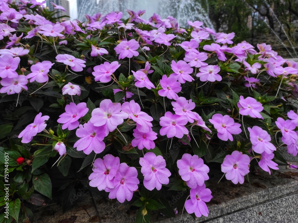 Impatiens hawkeri is a species of plant in the family Balsaminaceae