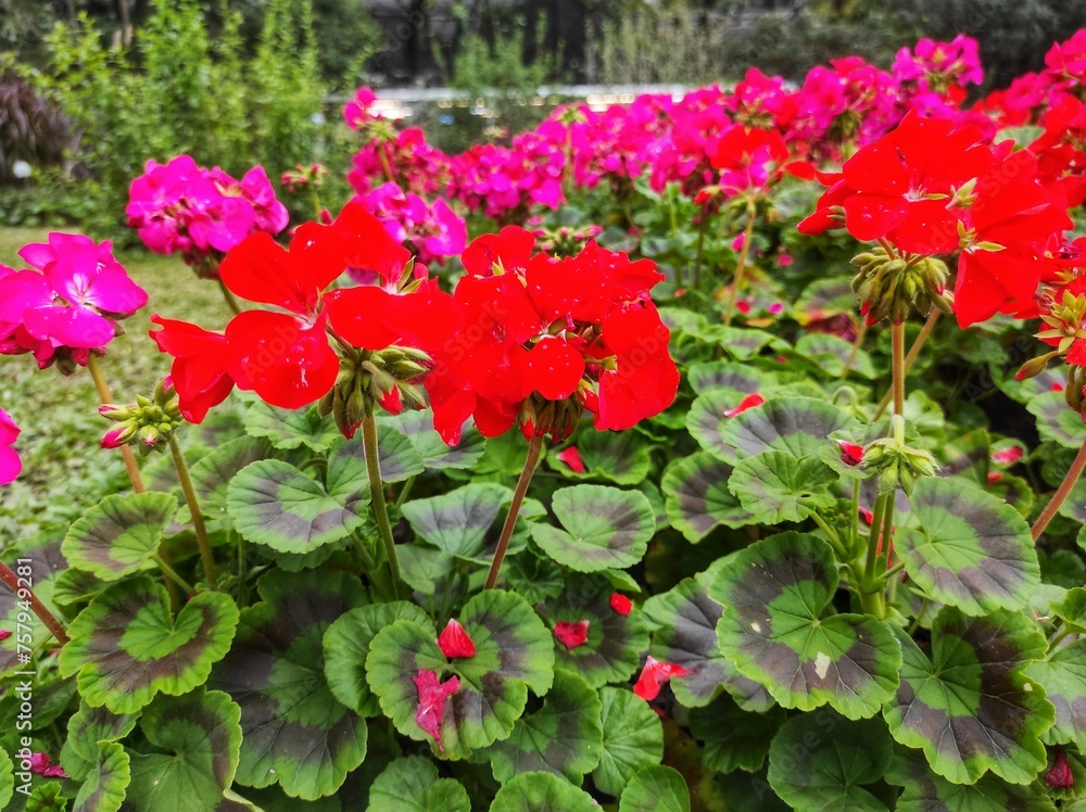 Beautiful geraniums are in bloom. Geranium flower colors consist of white, pink, red and purple.