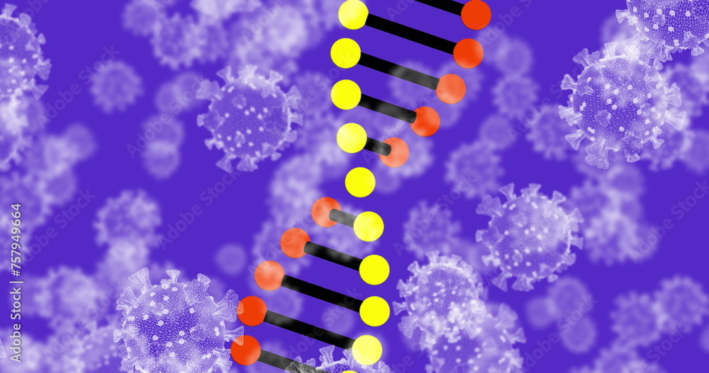 Image of 3d DNA strand spinning with Covid 19 coronavirus cells floating on purple background