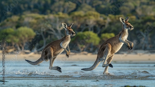 Kangaroos Running Across a Field