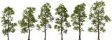 north american sassafras tree hq arch viz cutout plants