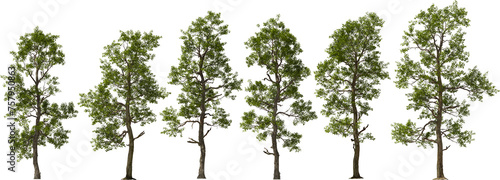 north american sassafras tree hq arch viz cutout plants photo