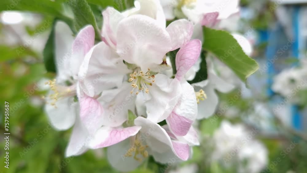 Branch of blooming apple tree on blurred background close-up