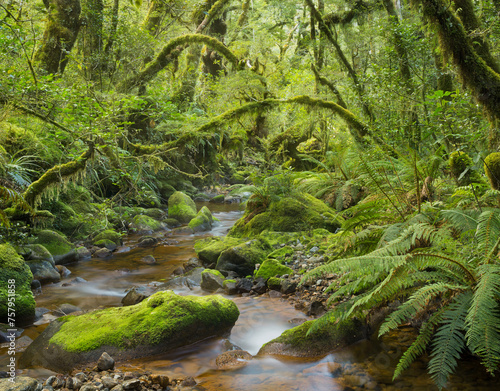 Wald, Farne, Moos, Bach, Fiordland Nationalpark, Southland, Südinsel, Neuseeland