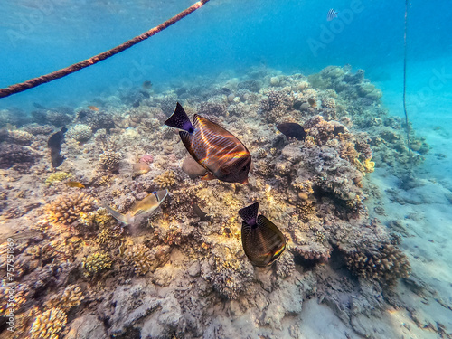 Shoal of differend kinds of the fish -  sailfin tang, Longnose Parrotfish, Picasso trigger, Birdmouth wrasse and other tropical fish swimming at the coral reef in the Red Sea, Egypt.. photo