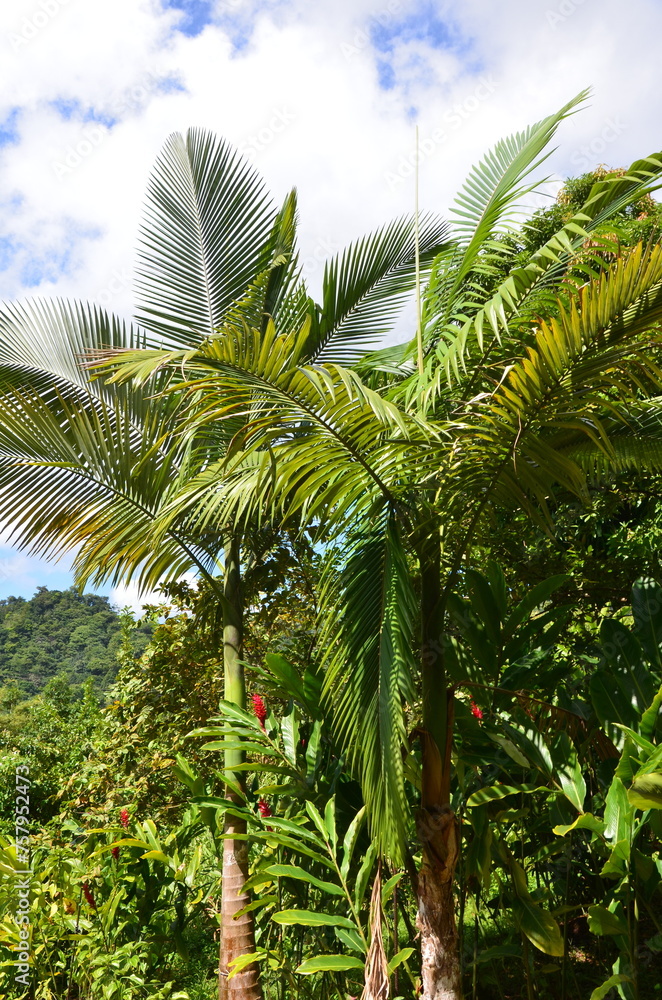 Tropical rainforest landscape, blue sky background, concept for traveling, jungle, expedition, environment, exotic botany Tropical rainforest landscape, blue sky background, concept for traveling, jungle, expedition, environment, exotic botany