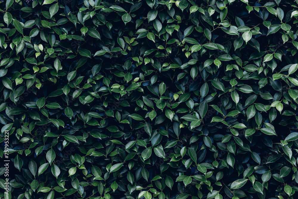 Herb wall, plant wall, natural green wallpaper and background. nature wall. Nature background of green forest Herb wall, plant wall, natural green wallpaper and background. nature wall. Nature background of green forest