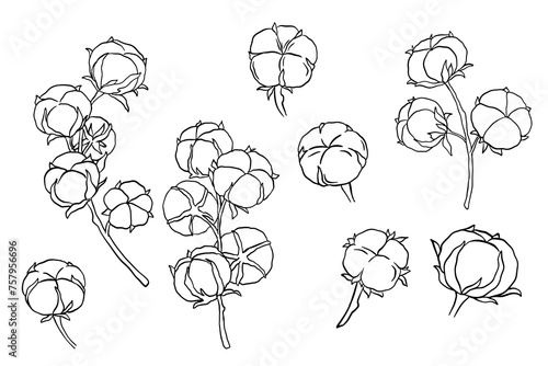 Hand drawn cotton branch in line art style isolated on white. Outline drawing sketch