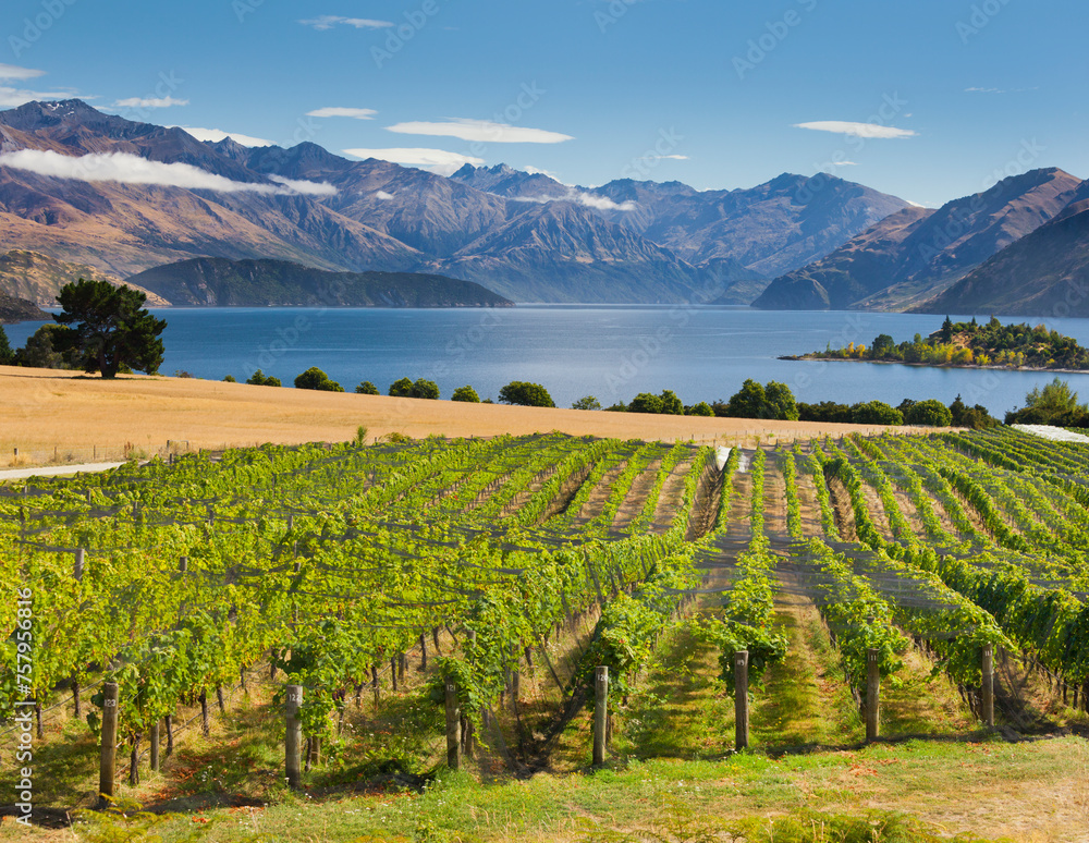 Fototapeta premium Rippon Weinberge, Ruby Island, Lake Wanaka, Otago, Südinsel, Neuseeland