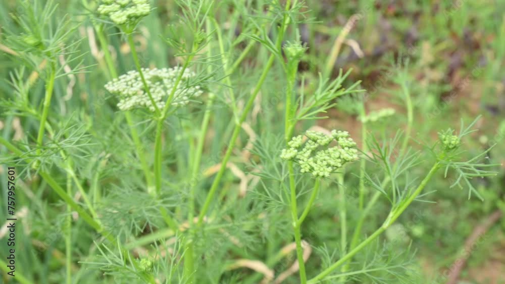 Dill flower or Anethum graveolens flower. . yellow dill flower in vegetable garden. It is used to make food delicious. agricultural field. Dill flower or Anethum graveolens flower. . yellow dill flower in vegetable garden. It is used to make food delicious. agricultural field.
