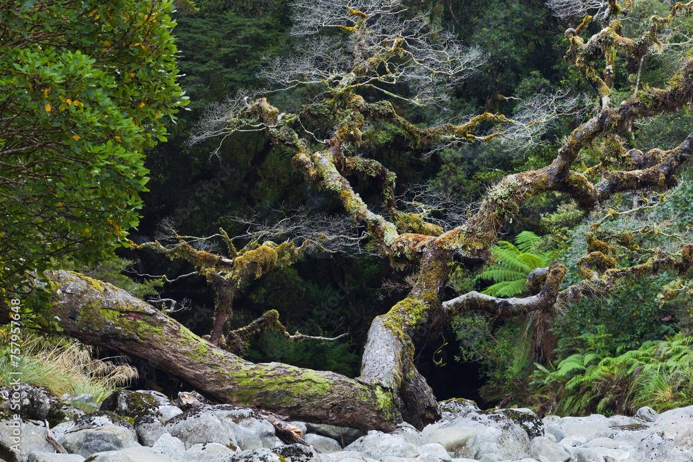 Fototapeta premium Alter Baum, Fiordland Nationalpark, Southland, Südinsel, Neuseeland
