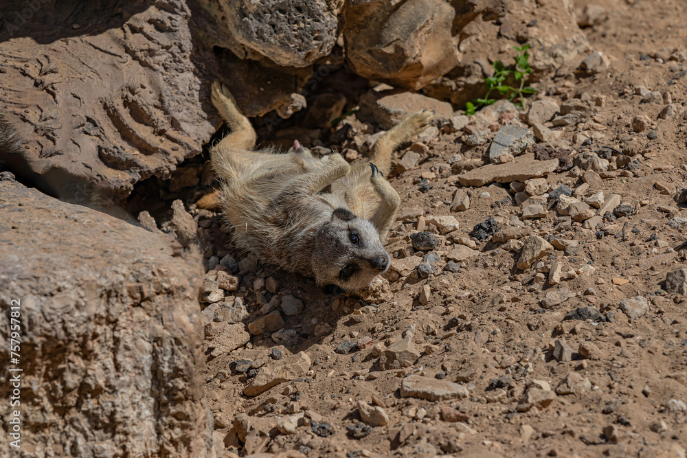 Fototapeta premium meerkat lies on the ground