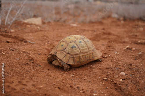 Fototapeta Naklejka Na Ścianę i Meble -  Close-up of a small African turtle resting in the nature of Morocco