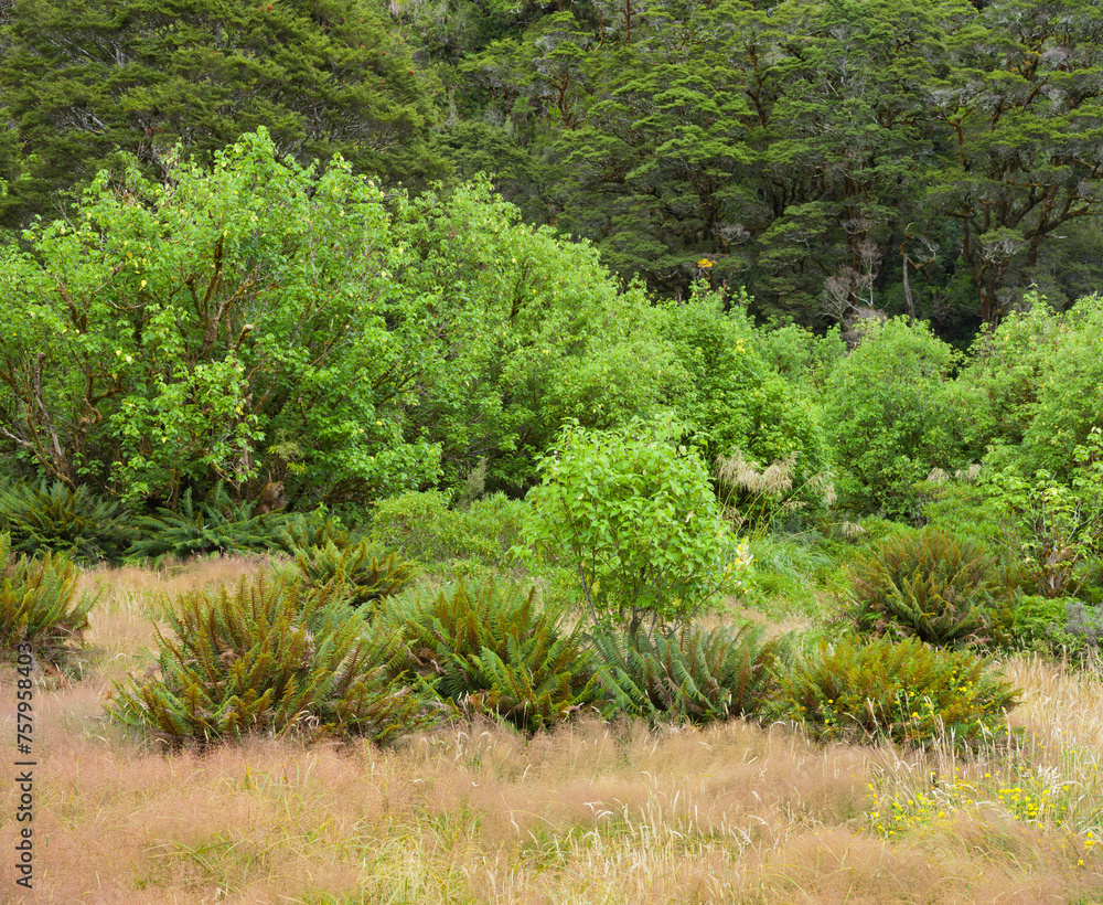 Fototapeta premium Sträucher, Farne, Fiordland Nationalpark, Southland, Südinsel, Neuseeland