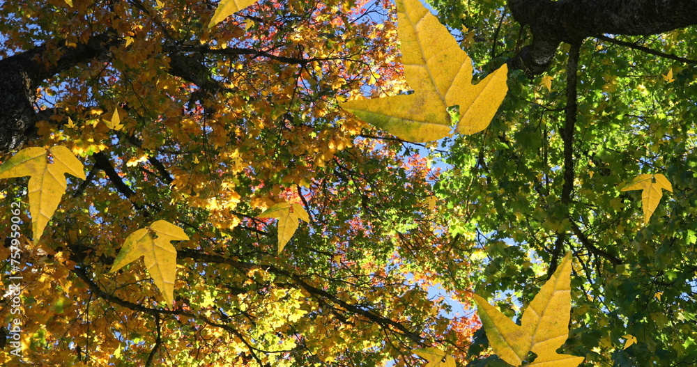Naklejka premium Image of autumn leaves falling against low angle view of trees and blue sky