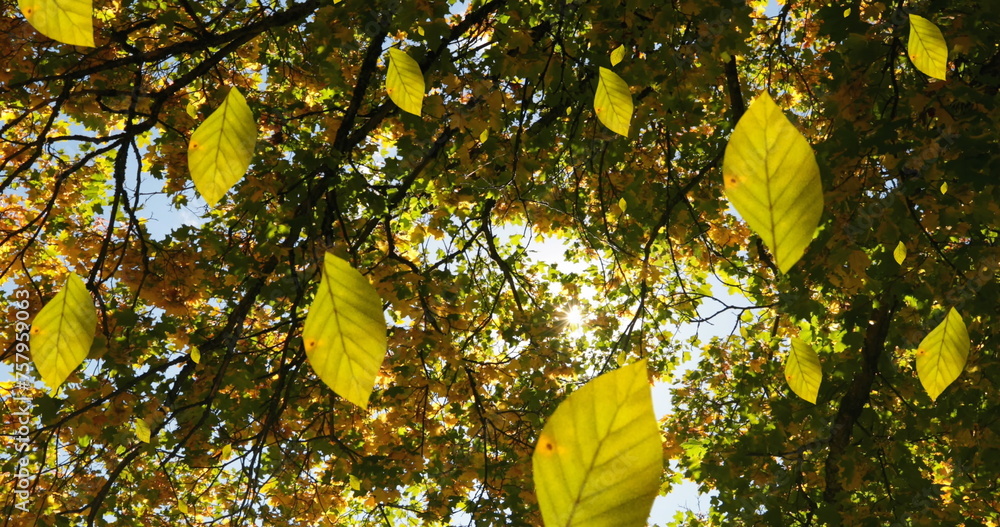 Fototapeta premium Image of autumn leaves falling against low angle view of trees and sky