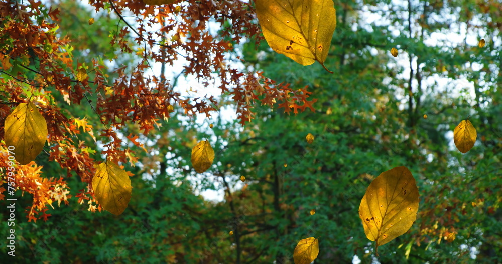 Obraz premium Image of autumn leaves falling against low angle view of trees and sky