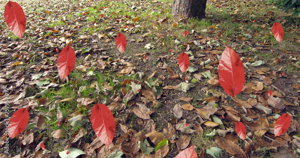 Naklejka premium Image of autumn leaves falling against close up view of fallen leaves on the ground